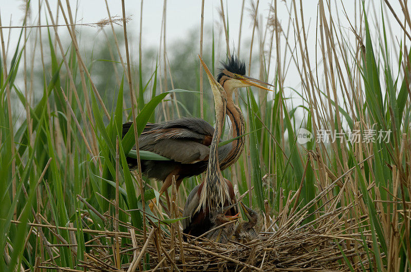 巢中的紫鹭(Ardea purpurea)